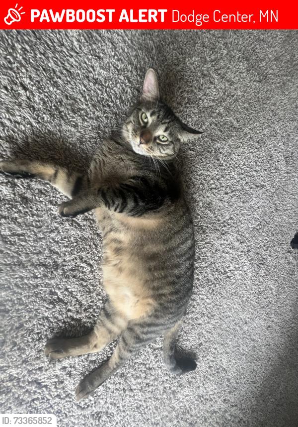 Lost Male Cat last seen across from kwik star, Dodge Center, MN 55927