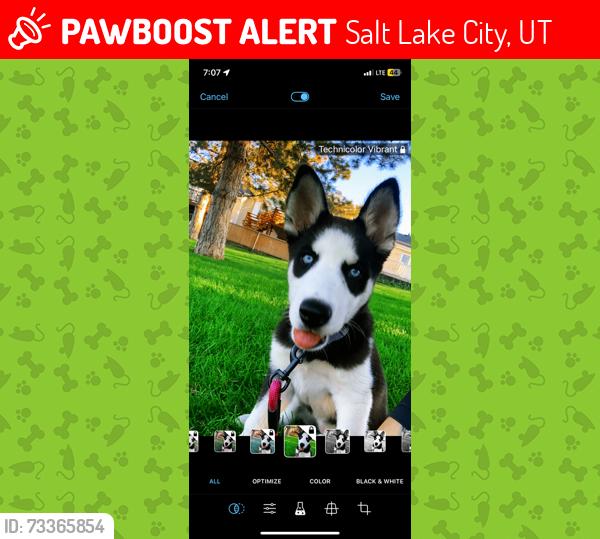 Lost Female Dog last seen Near e 100 s mcdonalds, Salt Lake City, UT 84102