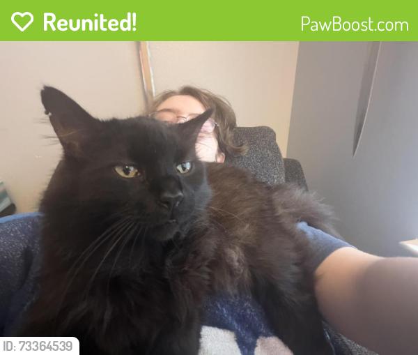 Reunited Male Cat last seen Motley court and Deedra Avenie, Pensacola, FL 32514