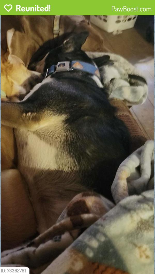 Reunited Female Dog last seen Legend pond, New Braunfels, TX 78130