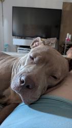 Shelter Stray Female Dog last seen Near Avenue C, NEW YORK, NY, 10009, 326 E 110th St, New York, NY 10029, USA