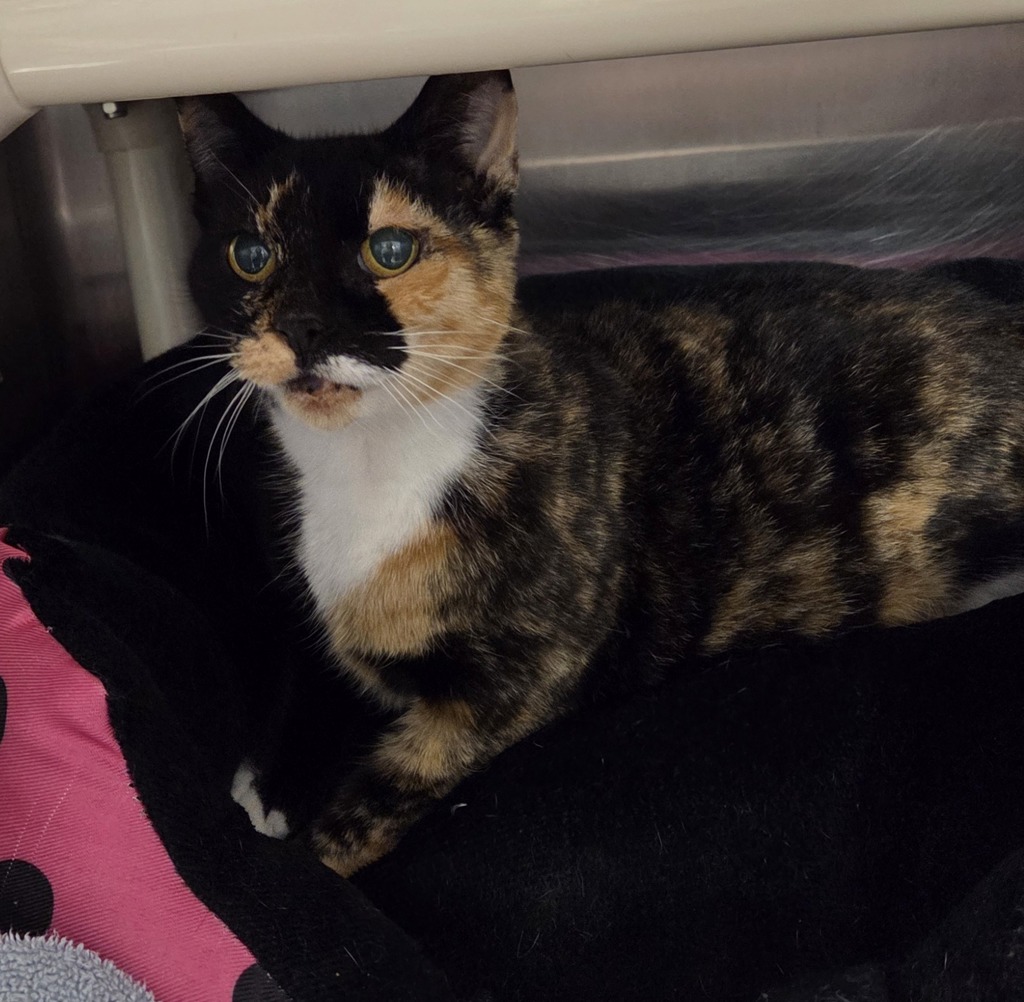 Shelter Stray Female Cat last seen Near Edgerly Road, GLEN BURNIE, MD, 21060, 411 Maxwell Frye Rd, Millersville, MD 21108, USA