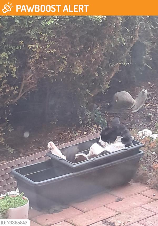 Found/Stray Male Cat last seen Flaga fen,Norman, Peterborough, England 