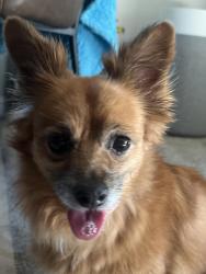 Found/Stray Female Dog last seen Esker drive and stream drive, Fort Worth, TX 76137