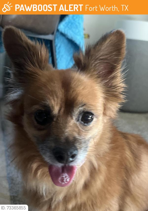 Found/Stray Female Dog last seen Esker drive and stream drive, Fort Worth, TX 76137
