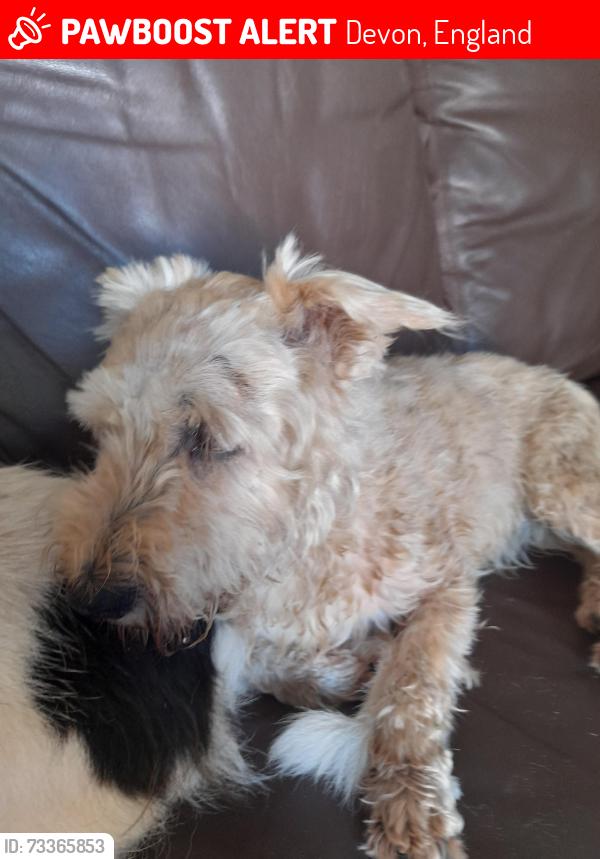 Lost Female Dog last seen Whitethorn close, Devon, England 