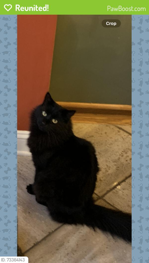 Reunited Male Cat last seen Bryant and Lower State rd, Horsham Township, PA 19002