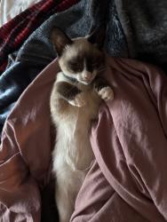Lost Female Cat last seen Hwy 8 and surratt road, Davidson County, NC 27239