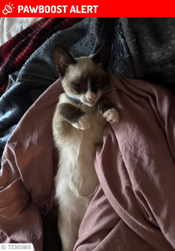 Lost Female Cat last seen Hwy 8 and surratt road, Davidson County, NC 27239