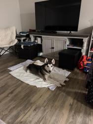 Found/Stray Female Dog last seen Westland Dr., Cleveland, TN 37311