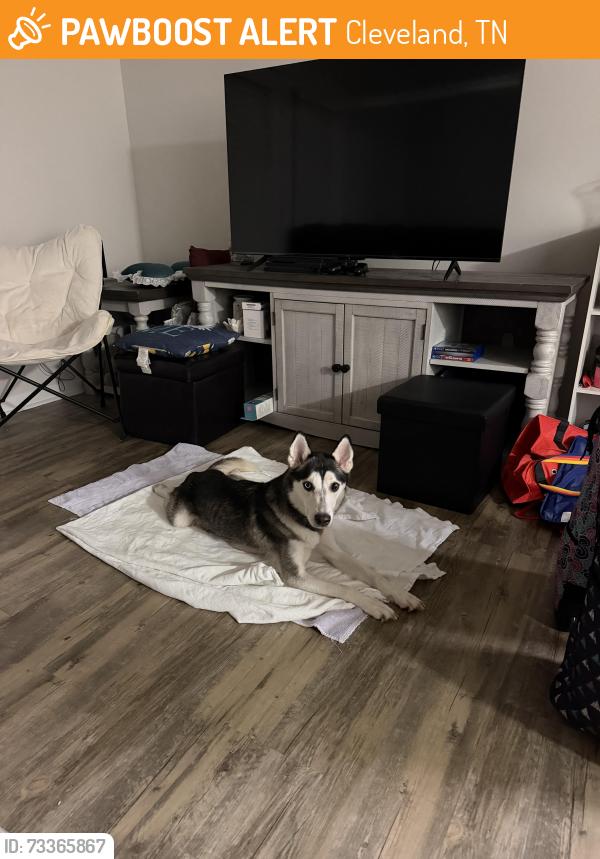 Found/Stray Female Dog last seen Westland Dr., Cleveland, TN 37311