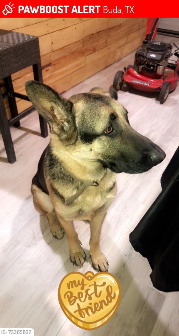 Lost Male Dog last seen Near Maxmillion Ln, Buda, TX 78610