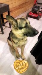 Lost Male Dog last seen Near Maxmillion Ln, Buda, TX 78610