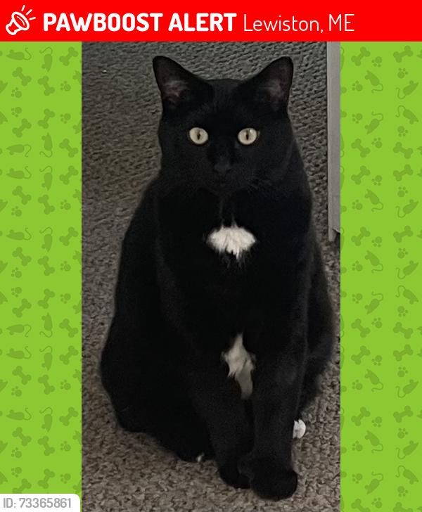 Lost Male Cat last seen Harold Street, Sabattus Street, Farwell School area, and Holy Family Church., Lewiston, ME 04240