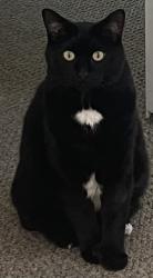 Lost Male Cat last seen Harold Street, Sabattus Street, Farwell School area, and Holy Family Church., Lewiston, ME 04240