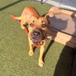 Shelter Stray Male Dog last seen , Animal Care & Control Team of Philly, 111 W Hunting Park Ave, Philadelphia, PA 19140, USA