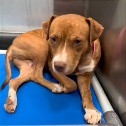 Shelter Stray Female Dog last seen , 2350 Appling City Cove, Memphis, TN 38133, USA