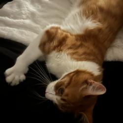 Lost Male Cat last seen Rancho Cordova Pkwy & Alamosa Dr., Rancho Cordova, CA 95742