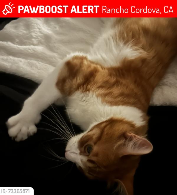 Lost Male Cat last seen Rancho Cordova Pkwy & Alamosa Dr., Rancho Cordova, CA 95742