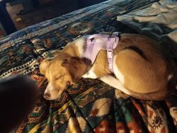 Lost Female Dog last seen Rt.958 lottsville, Bear Lake, PA 16402