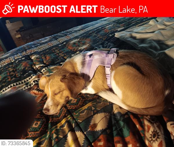 Lost Female Dog last seen Rt.958 lottsville, Bear Lake, PA 16402
