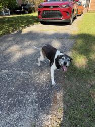 Found/Stray Unknown Dog last seen Yorktown Road and Gloucester Drive, Hope Mills, NC 28348