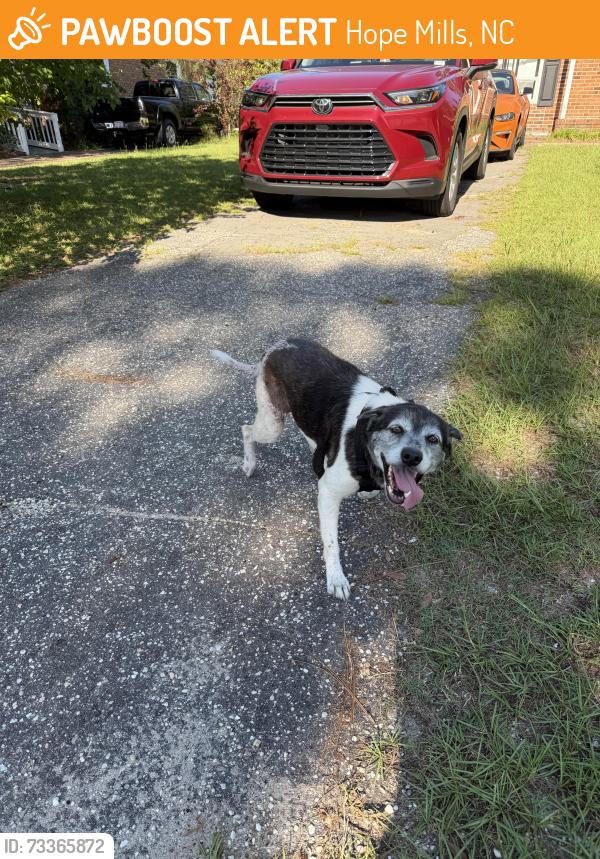 Found/Stray Unknown Dog last seen Yorktown Road and Gloucester Drive, Hope Mills, NC 28348