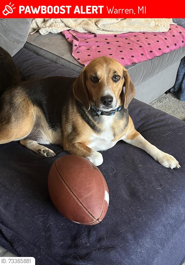 Lost Male Dog last seen Near and Van Dyke, Warren, MI 48091