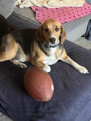 Lost Male Dog last seen Near and Van Dyke, Warren, MI 48091