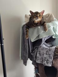Lost Male Cat last seen Davis street, Newmarket, ON L3Y 4J1