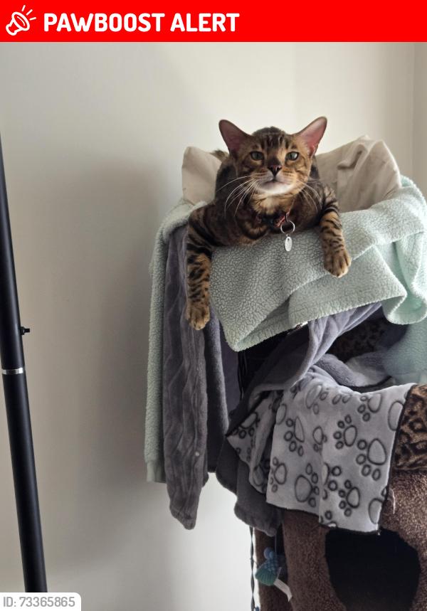 Lost Male Cat last seen Davis street, Newmarket, ON L3Y 4J1