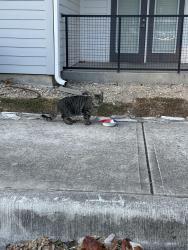 Found/Stray Unknown Cat last seen Will give location when proof is shown, Sunset Valley, TX 78745