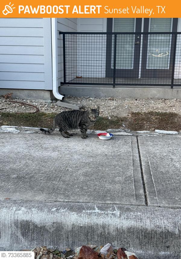 Found/Stray Unknown Cat last seen Will give location when proof is shown, Sunset Valley, TX 78745