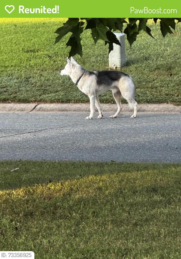 Reunited Unknown Dog last seen Eric Drive and Monroe Holt, Graham, NC 27253