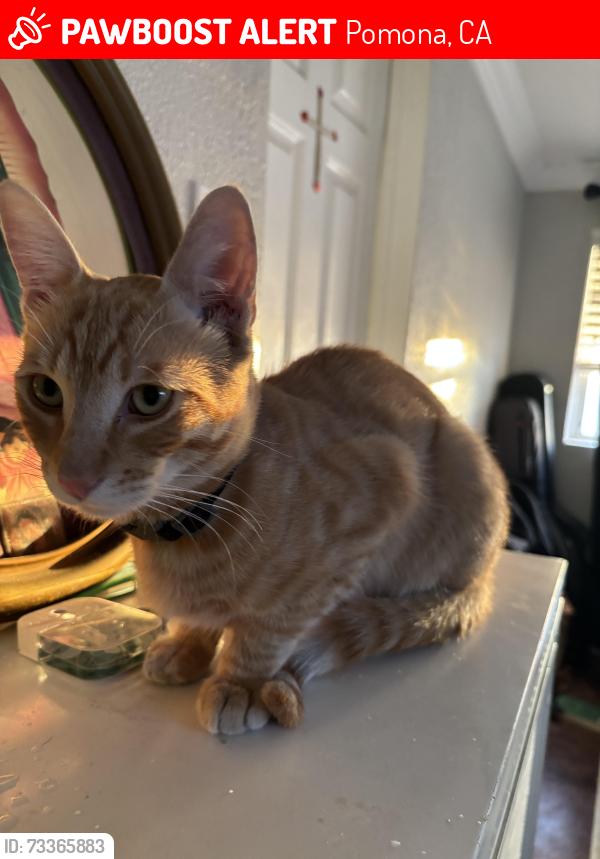 Lost Male Cat last seen Near Roswell Ave Pomona California, Pomona, CA 91766