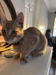 Lost Male Cat last seen Near Roswell Ave Pomona California, Pomona, CA 91766