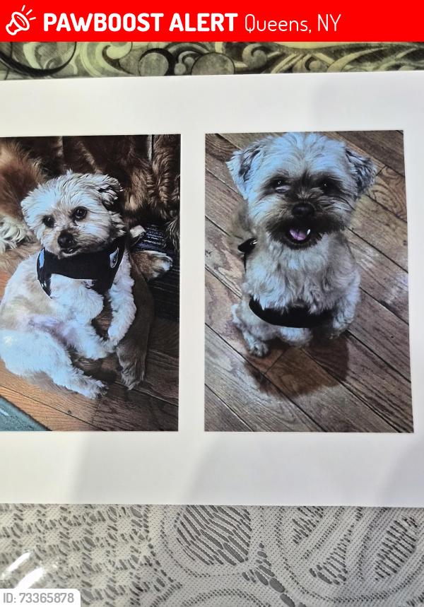 Lost Female Dog last seen Near 101 ave. 11416, Queens, NY 11416