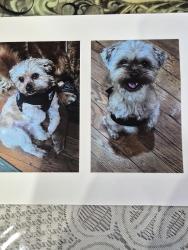 Lost Female Dog last seen Near 101 ave. 11416, Queens, NY 11416