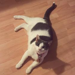 Lost Female Cat last seen Near NW 11th Ave, Miami, FL 33125, Miami, FL 33127