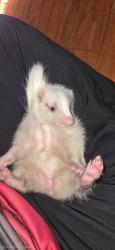 Lost Female Other last seen Mount counter & 300 south, New Palestine, IN 46163