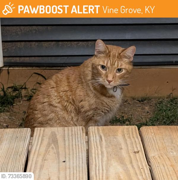 Found/Stray Unknown Cat last seen Close to the Vine Grove Post Office, Vine Grove, KY 40175