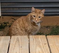 Found/Stray Unknown Cat last seen Close to the Vine Grove Post Office, Vine Grove, KY 40175