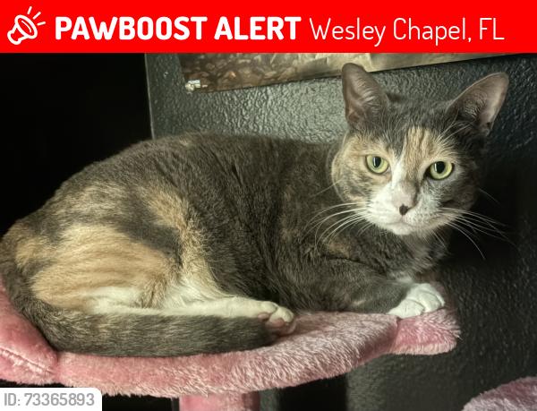 Lost Female Cat last seen Pasco woods apmts, Wesley Chapel, FL 33544