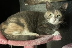 Lost Female Cat last seen Pasco woods apmts, Wesley Chapel, FL 33544
