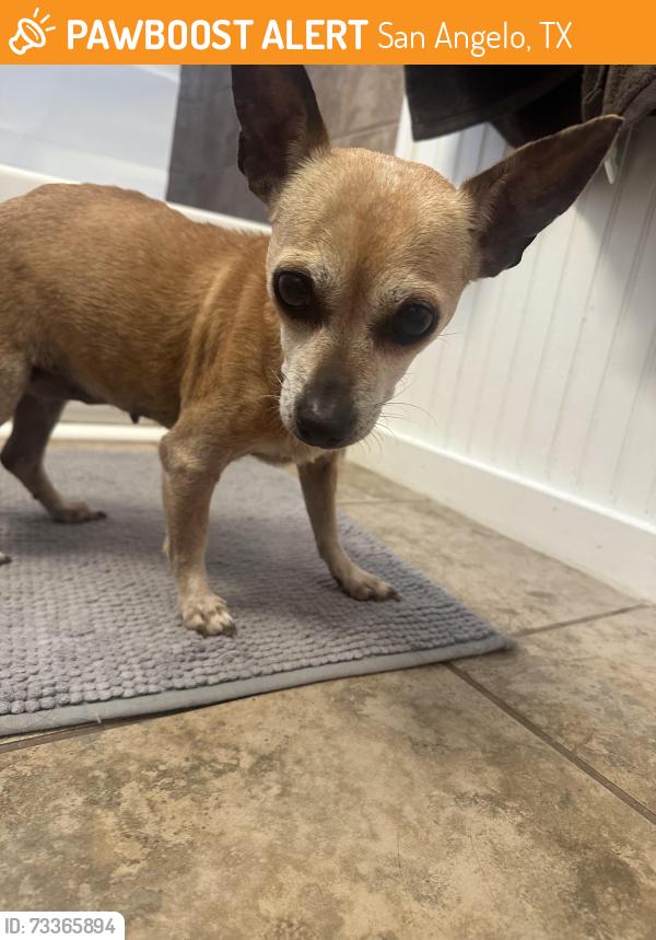Found/Stray Female Dog last seen Brentwood park, San Angelo, TX 76901