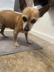 Found/Stray Female Dog last seen Brentwood park, San Angelo, TX 76901