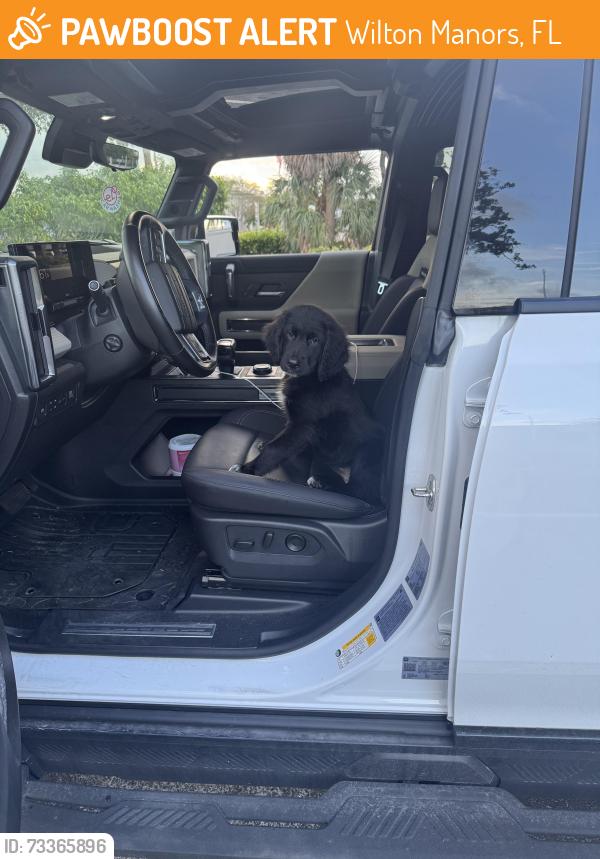 Found/Stray Female Dog last seen Wilton manors/middle river terrace, Wilton Manors, FL 33305