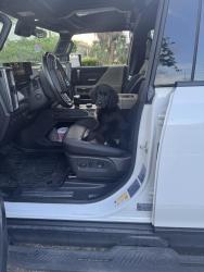 Found/Stray Female Dog last seen Wilton manors/middle river terrace, Wilton Manors, FL 33305