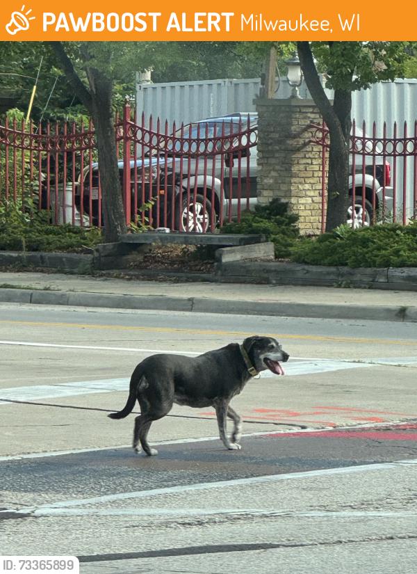 Found/Stray Unknown Dog last seen First and National, by DIX, Milwaukee, WI 53204