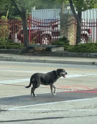 Found/Stray Unknown Dog last seen First and National, by DIX, Milwaukee, WI 53204